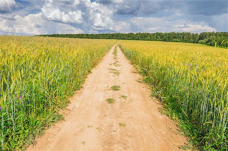 simsearch:400-04517909,k - Field with rye and road at hot sunny day time. Photographie de stock - Aubaine LD & Abonnement, Code: 400-08253411