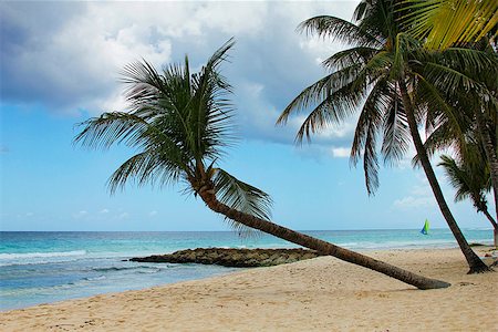 simsearch:400-04893796,k - View of nice tropical beach with palm. Barbados Foto de stock - Super Valor sin royalties y Suscripción, Código: 400-08253546
