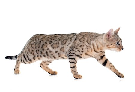 simsearch:400-08254267,k - bengal cat silver in front of white background Stock Photo - Budget Royalty-Free & Subscription, Code: 400-08253883