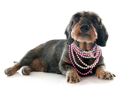 dogs with jewelry - Wire-haired dachshund in front of white background Stock Photo - Budget Royalty-Free & Subscription, Code: 400-08260484