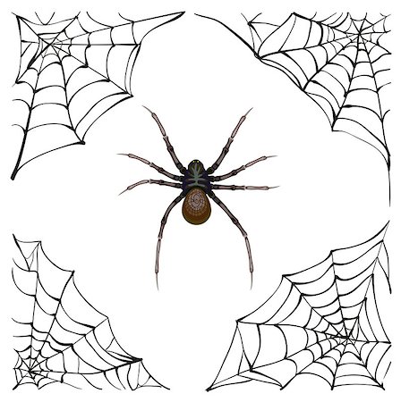 simsearch:400-08200203,k - Spiderweb. Big spider web. Scary spider of web. Poison spider. Illustration in vector format Stock Photo - Budget Royalty-Free & Subscription, Code: 400-08260918