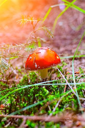 red dwarf - Detail of fly agaric in autumn forest with sunshine. Stock Photo - Budget Royalty-Free & Subscription, Code: 400-08261200