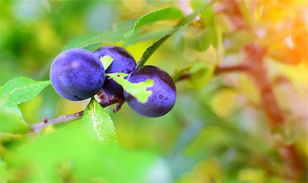 Detail of blue sloe or blackthorn in autumn with sunshine. Stock Photo - Budget Royalty-Free & Subscription, Code: 400-08261201