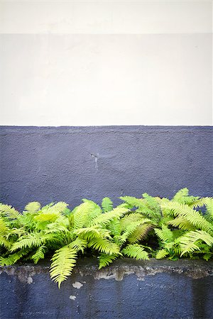 Aged weathered street and green ferns Stock Photo - Budget Royalty-Free & Subscription, Code: 400-08261268