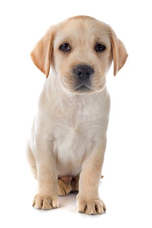 simsearch:400-07513250,k - purebred puppy labrador retriever in a studio Stockbilder - Microstock & Abonnement, Bildnummer: 400-08261544