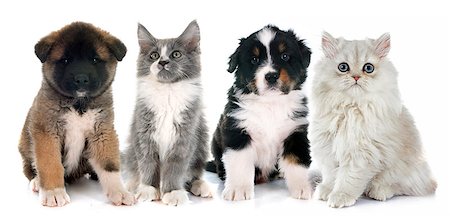 simsearch:400-08412983,k - puppies and kitten  in front of white background Foto de stock - Super Valor sin royalties y Suscripción, Código: 400-08261547