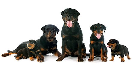 simsearch:400-07137760,k - puppies and adults rottweiler in front of white background Stockbilder - Microstock & Abonnement, Bildnummer: 400-08261542