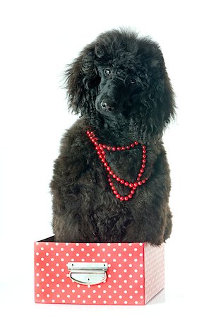 puppy black poodle in front of white background Stock Photo - Budget Royalty-Free & Subscription, Code: 400-08261560