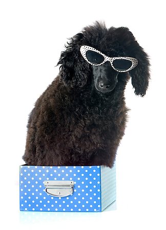 puppy black poodle in front of white background Stock Photo - Budget Royalty-Free & Subscription, Code: 400-08261607