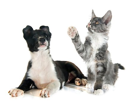 simsearch:400-08258693,k - puppy border collier and maine coon kitten in front of white background Stock Photo - Budget Royalty-Free & Subscription, Code: 400-08262441