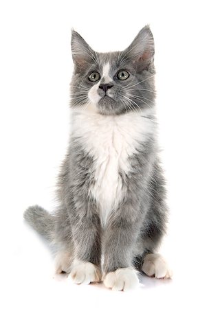 simsearch:400-08257619,k - maine coon kitten in front of white background Foto de stock - Super Valor sin royalties y Suscripción, Código: 400-08262458