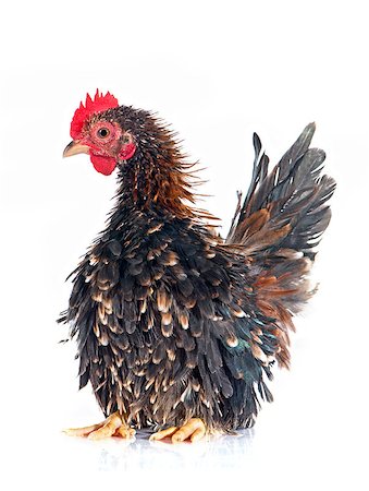 serama chicken in front of white background Photographie de stock - Aubaine LD & Abonnement, Code: 400-08262479
