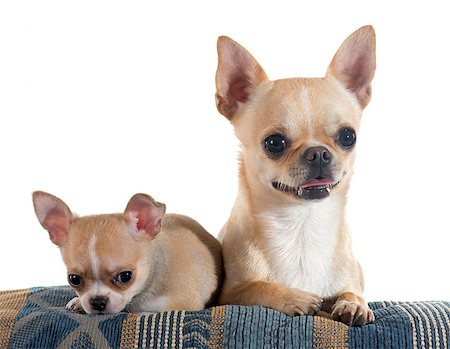 simsearch:400-08262477,k - puppy and adult  chihuahua in front of white background Photographie de stock - Aubaine LD & Abonnement, Code: 400-08262472