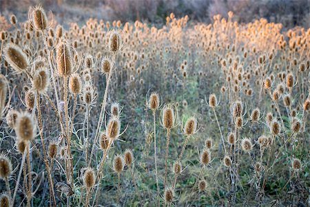 dry thistle field at sunset - a fall landscape with a selective focus Stock Photo - Budget Royalty-Free & Subscription, Code: 400-08262720