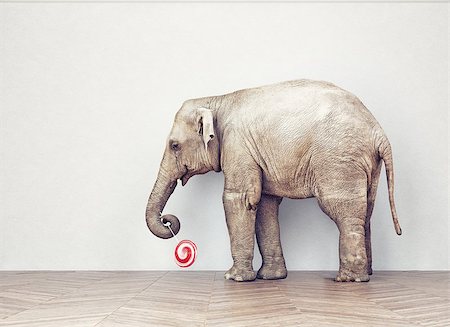 an elephant calm in the room near white wall. Creative concept Stock Photo - Budget Royalty-Free & Subscription, Code: 400-08263035