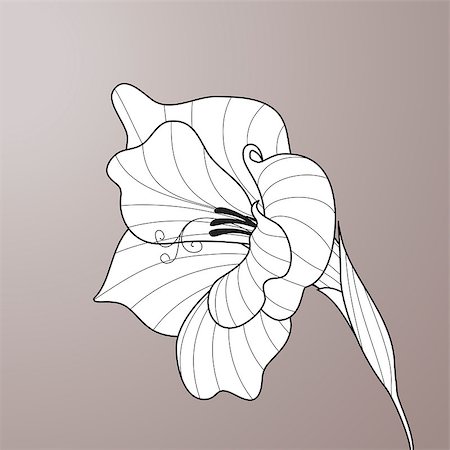 Black and white line-art vector. Flower gladiolus. Contour graphic art Foto de stock - Royalty-Free Super Valor e Assinatura, Número: 400-08263678