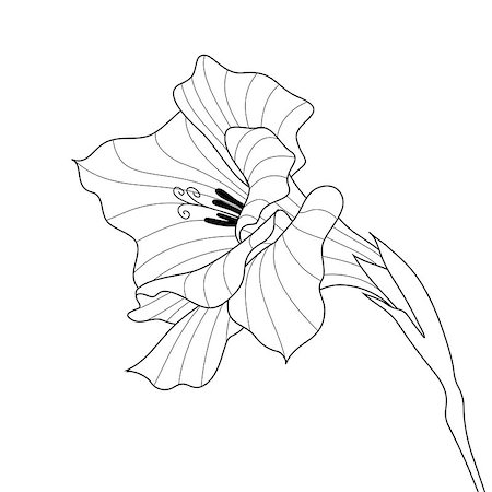 Black and white line-art vector. Flower gladiolus. Contour graphic art Foto de stock - Royalty-Free Super Valor e Assinatura, Número: 400-08263679