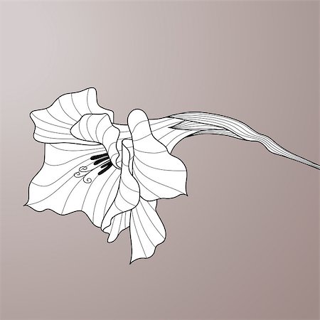 Black and white line-art vector. Flower gladiolus. Contour graphic art Foto de stock - Royalty-Free Super Valor e Assinatura, Número: 400-08263680