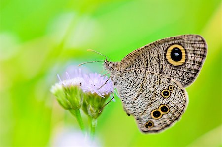 simsearch:400-08404620,k - Common Wood Nymph, Close-up of a grey-brown patterned butterfly with large "eye" spots on its wings in Thailand Stock Photo - Budget Royalty-Free & Subscription, Code: 400-08284001