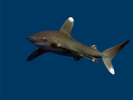 simsearch:851-02959618,k - Oceanic whitetip shark Photographie de stock - Aubaine LD & Abonnement, Code: 400-08284119