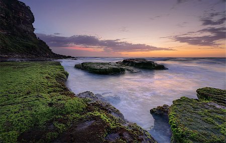 Bungan Beach on Sydney's northern beaches just before sunrise.  Lots of thick squishy green stuff on the rocks Stock Photo - Budget Royalty-Free & Subscription, Code: 400-08284237