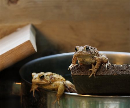 simsearch:400-07621766,k - Two Eastern American Toads resting in a terrarium. Stockbilder - Microstock & Abonnement, Bildnummer: 400-08284230