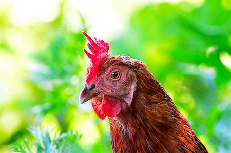 Portrait of a curious chicken on a grass background in the countryside Photographie de stock - Aubaine LD & Abonnement, Code: 400-08284329