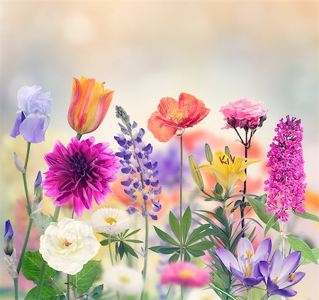 svetlanna (artist) - Variety Of Flowers Blooming In The Garden Foto de stock - Super Valor sin royalties y Suscripción, Código: 400-08284449