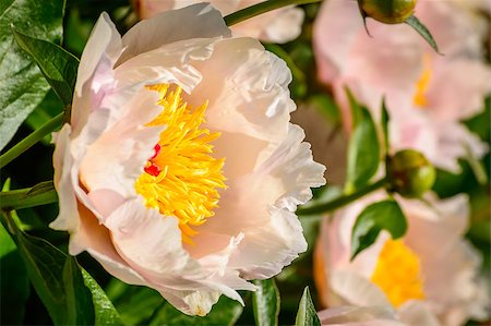 spring new york not man not woman not child not girl not boy - Close up of a Chou Dynasty Yellow Peony blossom Stock Photo - Budget Royalty-Free & Subscription, Code: 400-08284461