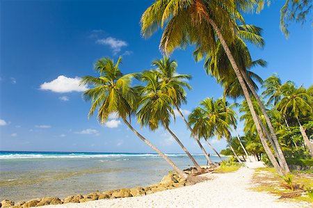 Palms on the white beach and a turquoise sea on a Caribbean island of Barbados Stock Photo - Budget Royalty-Free & Subscription, Code: 400-08284521