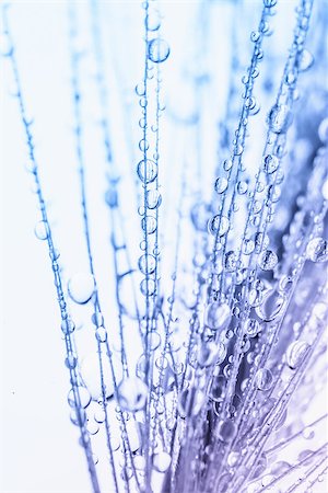 Abstract macro photo of plant seeds with water drops. Watercolor stylization. Fotografie stock - Microstock e Abbonamento, Codice: 400-08284576