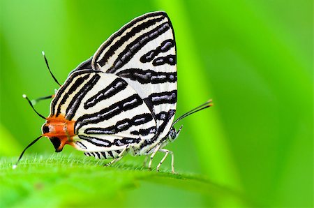 simsearch:400-08404620,k - Close up white butterfly with black stripes and tail orange resting on a leaf of grass, Club Silverline or Spindasis syama terana Stock Photo - Budget Royalty-Free & Subscription, Code: 400-08284914