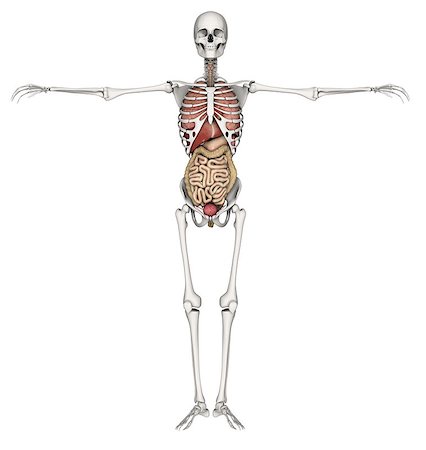 simsearch:400-08647675,k - 3D render of a skeleton with internal organs exposed Stockbilder - Microstock & Abonnement, Bildnummer: 400-08285032