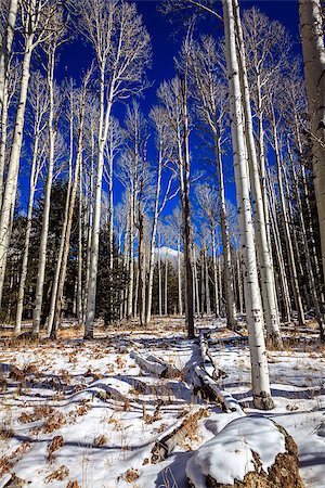 simsearch:400-08694885,k - SanFrancisco Peaks seen behind aspen trees near Flagstaff, Arizona Photographie de stock - Aubaine LD & Abonnement, Code: 400-08285242