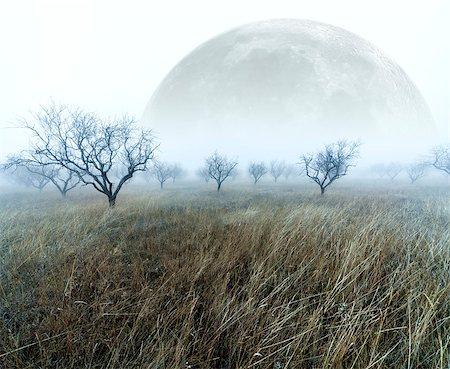 spooky field - Foggy scenery. Winter landscape and full moon. Stock Photo - Budget Royalty-Free & Subscription, Code: 400-08285264
