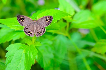 simsearch:400-08404620,k - Ypthima baldus or Common Five Ring, Gray butterfly on plant leaf in Thailand Stock Photo - Budget Royalty-Free & Subscription, Code: 400-08285451