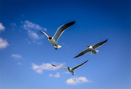 Three Laughing Gulls with sunny blue sky in the backdrop Stock Photo - Budget Royalty-Free & Subscription, Code: 400-08285539