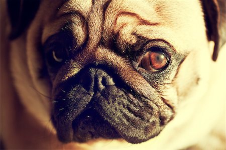 Close up face of Cute pug puppy dog sleeping in sunshine, animal packground Stock Photo - Budget Royalty-Free & Subscription, Code: 400-08285594