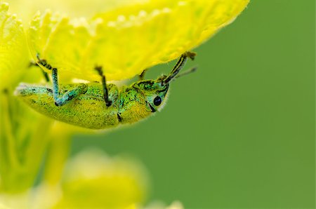 simsearch:400-08404620,k - Green Weevil or Hypomeces Squamosus, Greenish yellow insect hiding from sunlight under the leaves, which have a similar color to it. Stock Photo - Budget Royalty-Free & Subscription, Code: 400-08285892