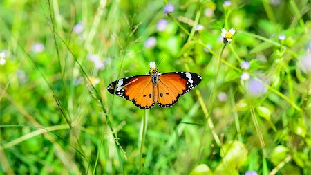simsearch:400-04587179,k - Plain Tiger ( Danaus chrysippus ), Beautiful orange butterfly eating nectar on flower in the meadow Foto de stock - Super Valor sin royalties y Suscripción, Código: 400-08286294