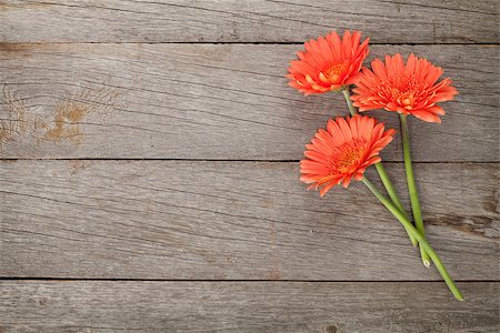 simsearch:400-08298802,k - Wooden background with orange gerbera flowers and copy space Photographie de stock - Aubaine LD & Abonnement, Code: 400-08286465