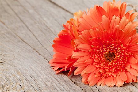 simsearch:400-07662543,k - Orange gerbera flowers on wooden background with copy space Stock Photo - Budget Royalty-Free & Subscription, Code: 400-08286466