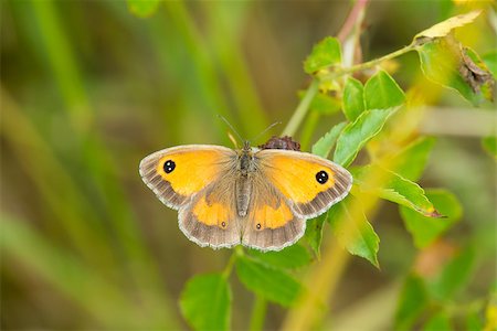 simsearch:400-07626311,k - gatekeeper butterfly at rest on a leaf, Pyronia Tithonus Stock Photo - Budget Royalty-Free & Subscription, Code: 400-08287086