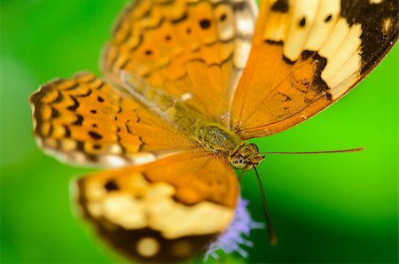 simsearch:400-04330574,k - Close-up Rustic butterfly ( Cupha Erymanthis ) in Thailand. Foto de stock - Super Valor sin royalties y Suscripción, Código: 400-08287194