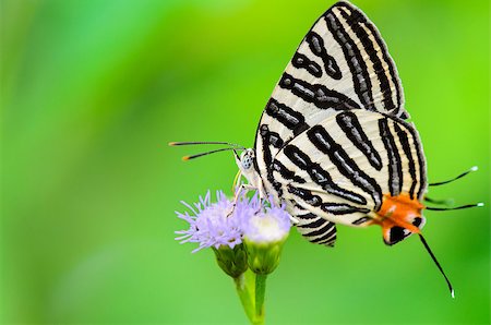 simsearch:400-08404620,k - Close up white butterfly with black stripes and tail orange eating nectar on the flowers of grass in Thailand, Club Silverline or Spindasis syama terana Stock Photo - Budget Royalty-Free & Subscription, Code: 400-08287195
