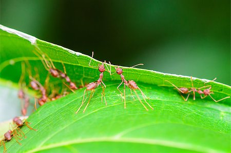 Weaver Ants or Green Ants (Oecophylla smaragdina) are working together to building a nest in Thailand Stock Photo - Budget Royalty-Free & Subscription, Code: 400-08287196