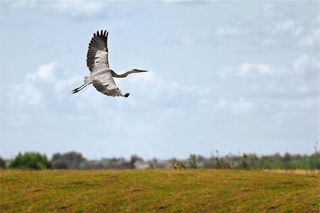 simsearch:400-05332386,k - A flying Grey heron (ardea cinerea) with open wings Stock Photo - Budget Royalty-Free & Subscription, Code: 400-08287938