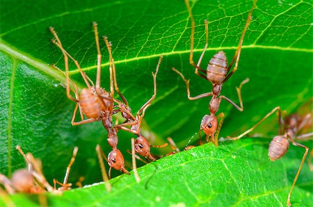 Weaver Ants or Green Ants (Oecophylla smaragdina) are working together to building a nest in Thailand Stock Photo - Budget Royalty-Free & Subscription, Code: 400-08287947