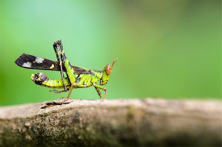 simsearch:400-08404620,k - Monkey Grasshopper ( Erianthus serratus ) in the forests of Thailand. Stock Photo - Budget Royalty-Free & Subscription, Code: 400-08287948