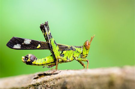 simsearch:400-08404620,k - Monkey Grasshopper ( Erianthus serratus ) in the forests of Thailand. Stock Photo - Budget Royalty-Free & Subscription, Code: 400-08287949